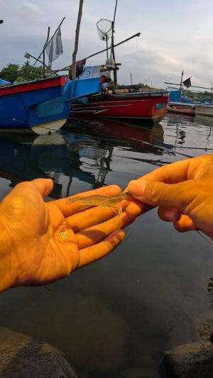 tangkap udang babon #mancing #fishing #shrimp #udang #nelayan #laut #jaring #ikan #reelsviral #animals #skill #fyp #trending