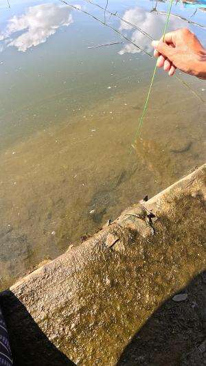 susah banget nih mancing udang lepas mulu 🤣🤣