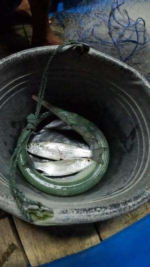 malam hari berburu ikan belanak