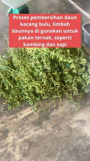 Kacang Bulu  #Bikin Kacang Disco Sendiri #pekerjaanCumakuli #berjuangcuan 