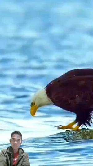 elang vs laba laba #animals #wildlife
