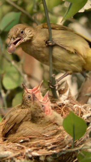 Nekat pergi ke hutan demi mendapatkan telur burung ini