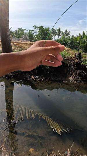 teknik rahasia untuk menangkap udang ??