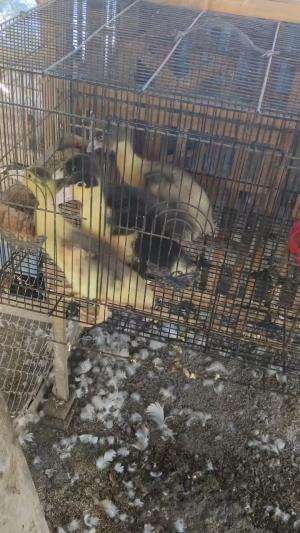 Materi premiumnya bollo #peternakmuda #menthokjumbo #muscovyduck