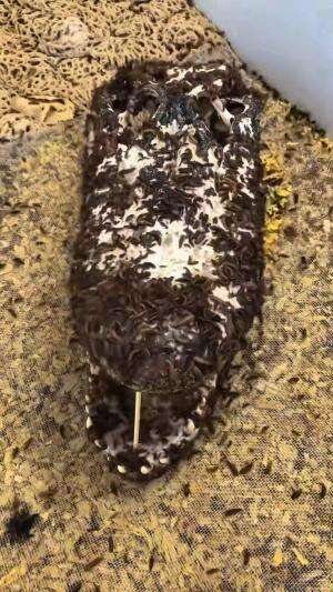 Membuat bangkai jadi pajangan yang menakjubkan