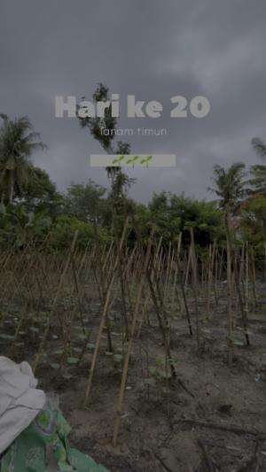 Jenguk kebun 20 Hst