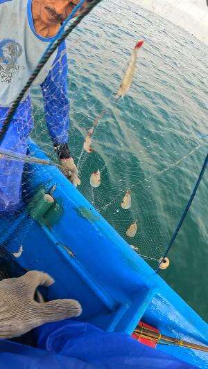tarik jaring udang #fishing #traditional #usa #usareels #UnitedStates #unitedkingdom #denmark #canada