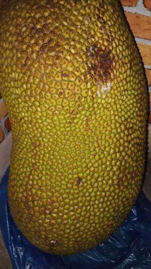 Jenis Nangka J33 Berat 13.8 Kg, salah satu tanaman Ketahan Pangan di Area Kandang Mentok saya