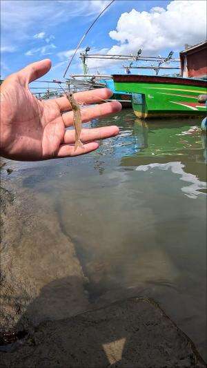 cara orang tua jaman dulu #mancing #fishing #shrimp #udang #nelayan #laut #jaring #ikan #reelsviral #animals #skill #fyp #trending