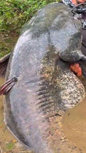 Menaklukan ikan lele besar bersama ratusan warga