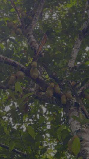 Buah tiwadak khas kalimantan