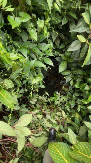 Mancing disepot yang jarang terjamah manusia ikannya melimpah #vlog #cariikan #mancing