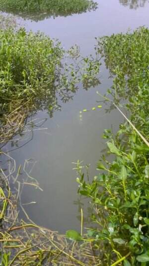 Woww strek ikan emas