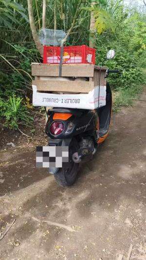 Alhamdulillah otw Batang.. semoga maksimal dipemilik barunya #peternakmuda #menthokjumbo #muscovyduck