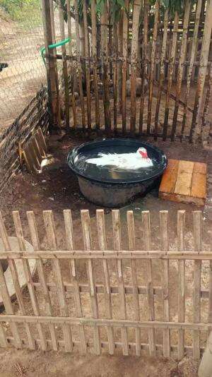 Sudah mandi bollo???  #peternakmuda #menthokjumbo #muscovyduck