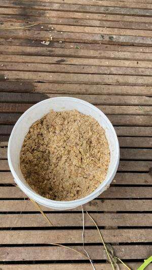 KMABING YANG LAGI DI KASI MAKAN AMPAS KOMBORAN BIAR GEMUK BANYAK PROTEIN DARI KULIT DELAI