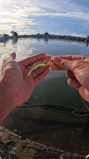 how to catch shrimp super fast and easy #fishing #traditional #usa #usareels #UnitedStates #unitedkingdom #denmark #canada