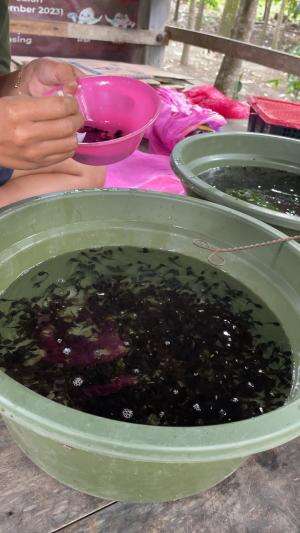 Peoses penghitungan kecebong/berudu #anakkatak #berudu #kataklembu