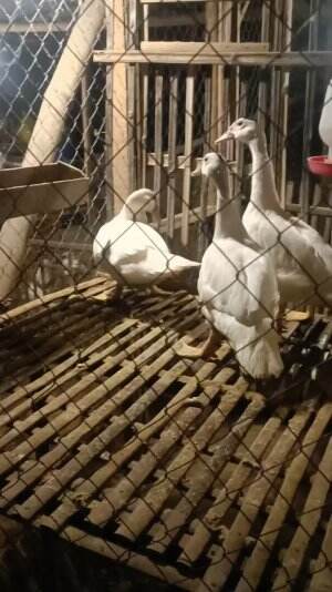 Spill Betina tipis tipis bollo ..  #peternakmuda
 #menthokjumbo #muscovyduck
