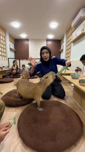 kasih makan capybara dan makan capybara 