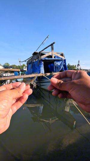 langsung nyantol udang #mancing #fishing #shrimp #udang #nelayan #laut #jaring #ikan #reelsviral #animals #skill #fyp #trending
