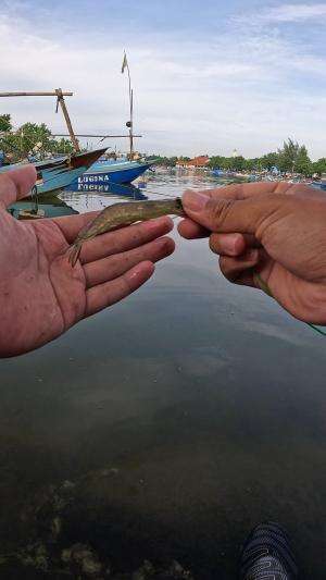 easy and quick way to catch shrimp #fishing #shrimp #fish #sea #traditional #usareels #UnitedStates #reelsviral #skils #fyp #trending