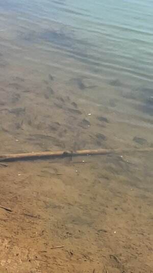 Mancing tanpa umpan 