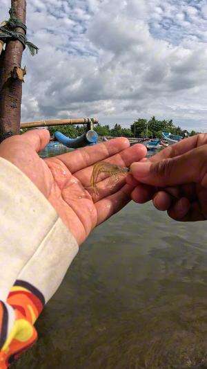 memancing udang #mancing #fishing #shrimp #udang #nelayan #laut #jaring #ikan #reelsviral #animals #skill #fyp #trending