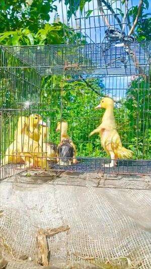 Usia 5 Hari, wajib di mandikan lalu dijemur lur. Hayo ada yang tau bedanya mentok jenis Jumbo dan biasa apa? #mentokjumboblitar  #peternakmu
