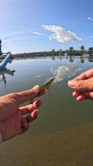 teknik jitu memancing udang #mancing #fishing #shrimp #udang #nelayan #laut #jaring #ikan #reelsviral #animals #skill #fyp #trending