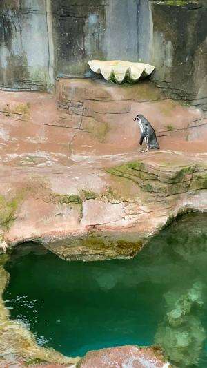 Pinguin  #safariprigen #pinguin