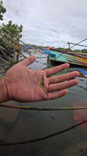 segampang itu mancing udang