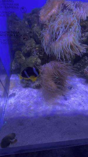 #aquarium #ikan  #jalanjalan