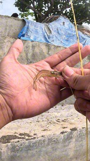 mantap dapet babon #udang #nelayan #laut #jaring #ikan #fbpro #reels #reelsviral #duniaikan #skils #fyp #trending