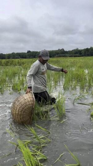 Begini cari ikan pakai tangguk