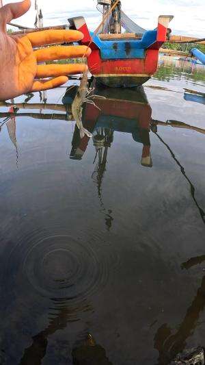 cara gampang nangkap udang #mancing #fishing #shrimp #udang #nelayan #laut #jaring #ikan #reelsviral #animals #skill #fyp #trending