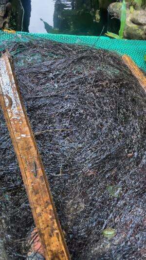 Memijahkan ikan wader kali