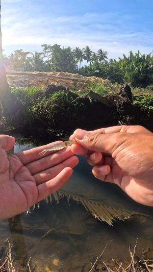 teknik legendaris #mancing #fishing #shrimp #udang #nelayan #laut #jaring #ikan #reelsviral #animals #skill #fyp #trending