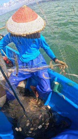 menangkap udang jambu #udang #nelayan #laut #jaring #ikan #fbpro #reels #reelsviral #duniaikan #skils #fyp #trending