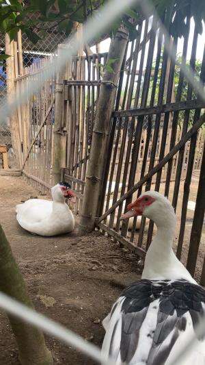 Pesona Penghobi Mentok Warna Metalik #HOTrctiplus #RCTIPlus #peternakmuda #peternakindonesia
 