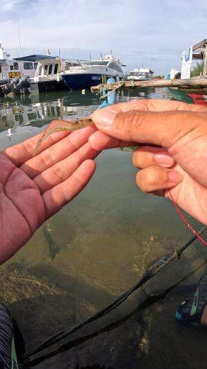 pake cara tradisional #mancing #fishing #shrimp #udang #nelayan #laut #jaring #ikan #reelsviral #animals #skill #fyp #trending