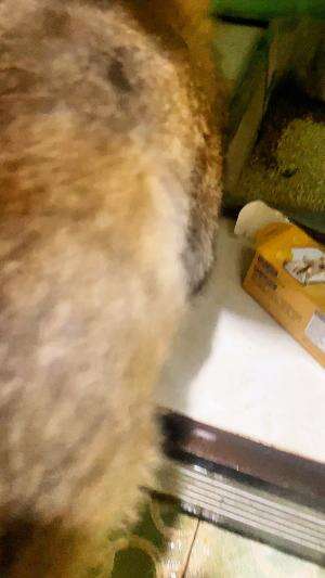 kasih kucing vitamin #vitamin #vitaminkucing