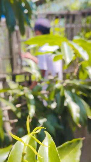 Tes Pacek Andalan Pacek Tertua yang selalu ditunggu tunggu hasil produksinya oleh customer saya #peternakmuda #menthokjumbo #muscovyduck