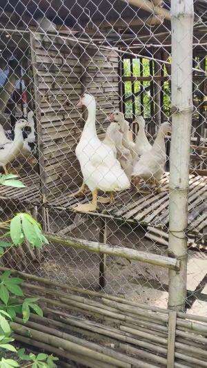 Update pertumbuhan Postur Mantap bollo #peternakmuda #menthokjumbo #muscovyduck