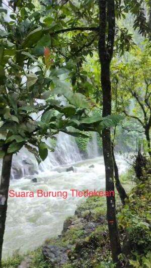 Indahnya suara burung dan alam yang menyertai #alam #airterjun #fypシ゚viral 