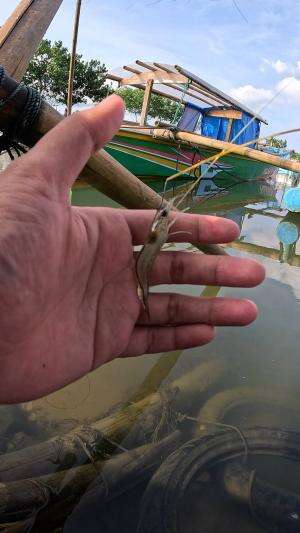 tutorial mancing udang #udang #nelayan #laut #jaring #ikan #fbpro #reels #reelsviral #duniaikan #skils #fyp #trending