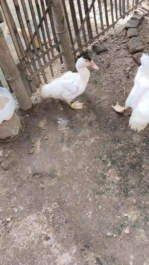 Spill pergerakan tipsi tipsi bollo #peternakmuda #menthokjumbo #muscovyduck