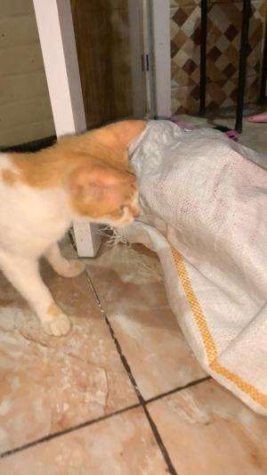 #cat #karung