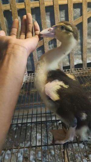 Premium bollo Punggung Hitam #peternakmuda #menthokjumbo #muscovyduck #urbanfarming 