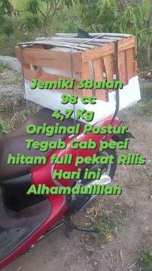 SOLD OUT #peternakmuda #menthokjumbo #muscovyduck